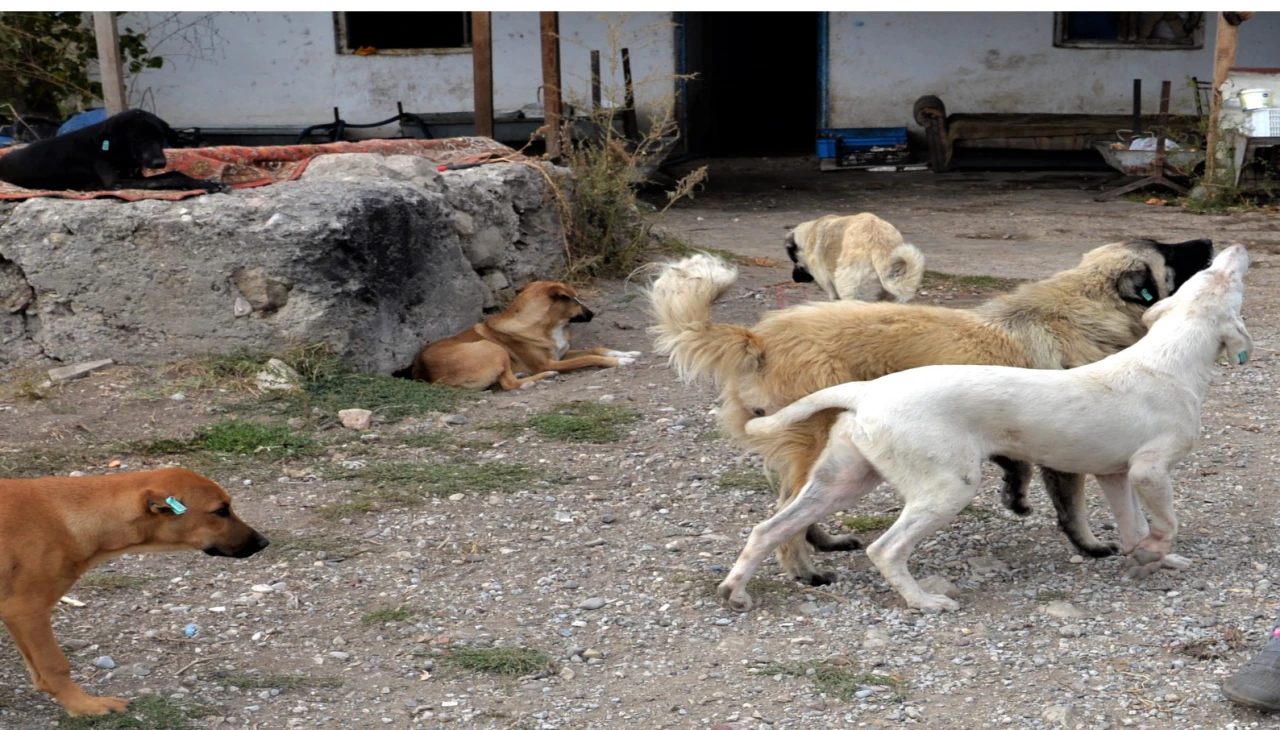 Hakkari'de sahipsiz köpeklerin saldırısına uğrayan çocuk hayatını kaybetti