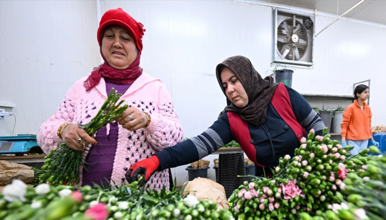 Türkiye, geçen yıl 80 ülkeye 141 milyon dolarlık çiçek ihracatı yaptı