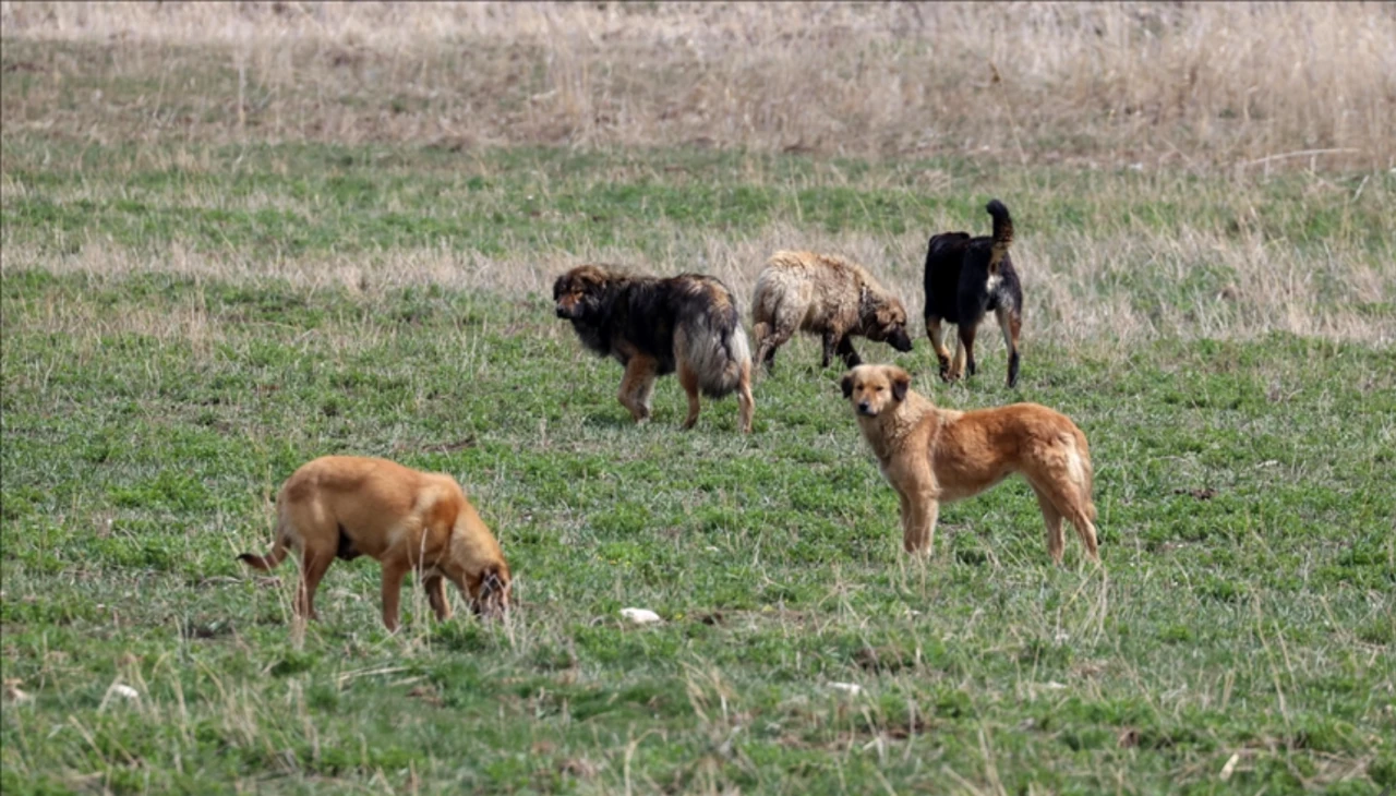 Bursa'da okul bahçesinde köpek saldırısına uğrayan 9 yaşındaki öğrenci yaralandı