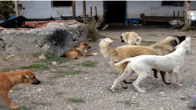 Sahipsiz köpeklerin saldırısına uğrayan çocuk hayatını kaybetti