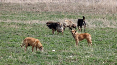 Okul bahçesinde köpek saldırısına uğrayan 9 yaşındaki öğrenci yaralandı